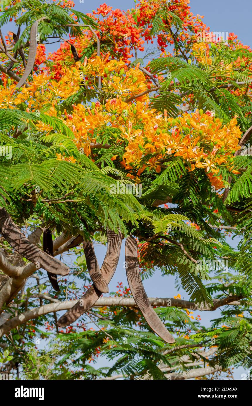 Poinciana Fiori e pod di frutta Foto Stock