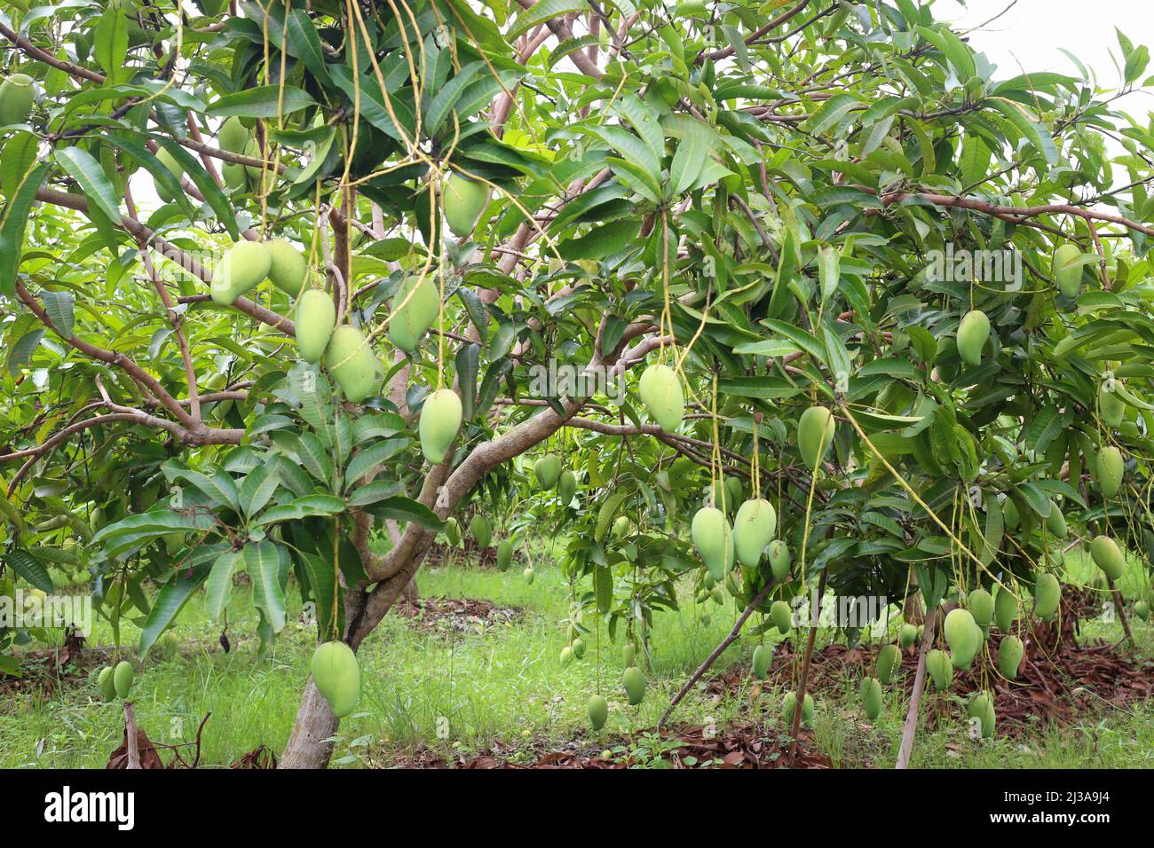 Il mango verde non è maturo sugli alberi nel frutteto, giardino di frutta nella zona dei tropici della Thailandia. Foto Stock