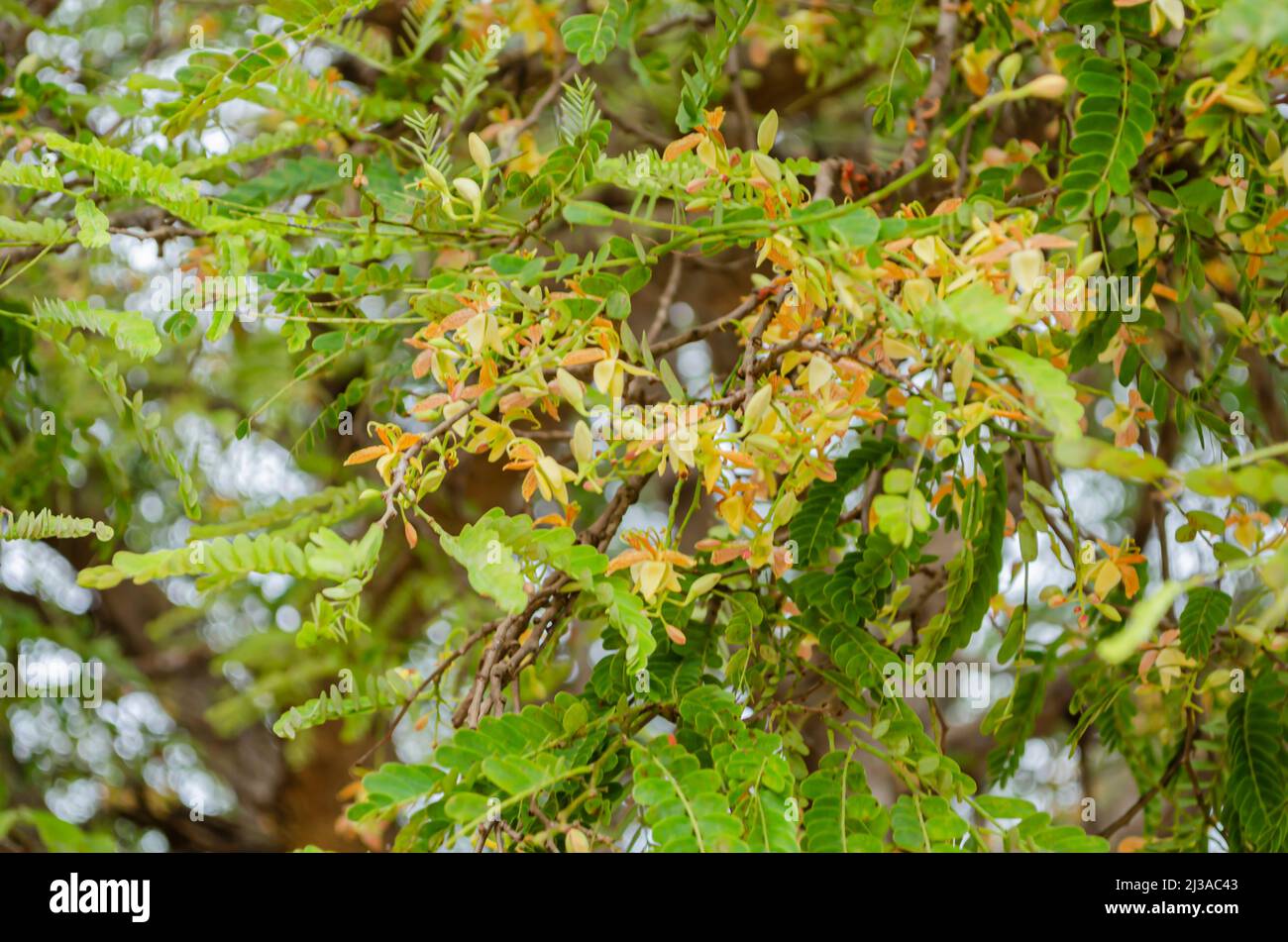 Fioritura Tamarindus indica Foto Stock