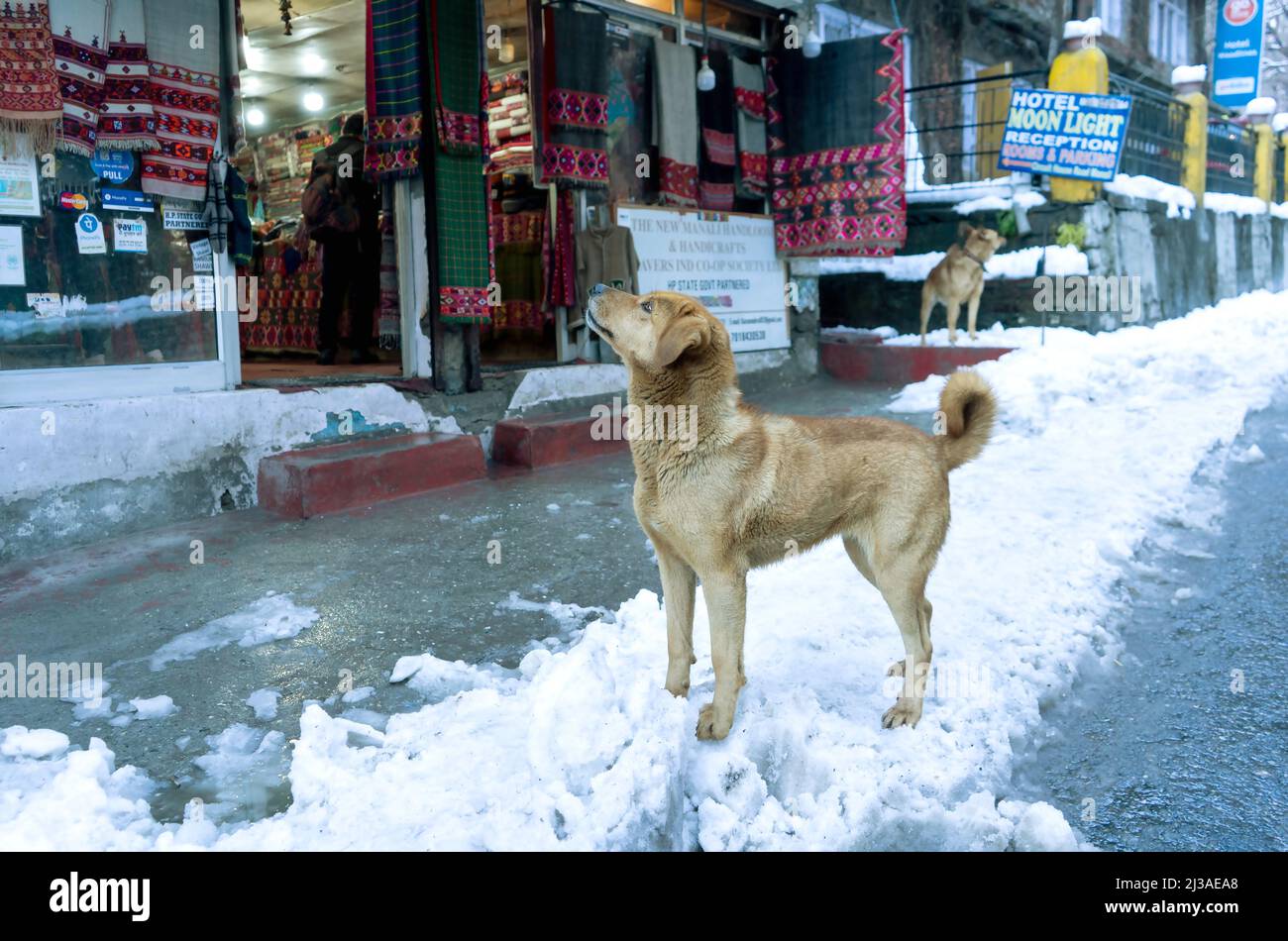 Il tempio di Hadimba Devi è circondato da fitte foreste di deodar ed è stato costruito nel 1553. Il tempio è dedicato al Rakshasa Hidimba, himachal, india Foto Stock