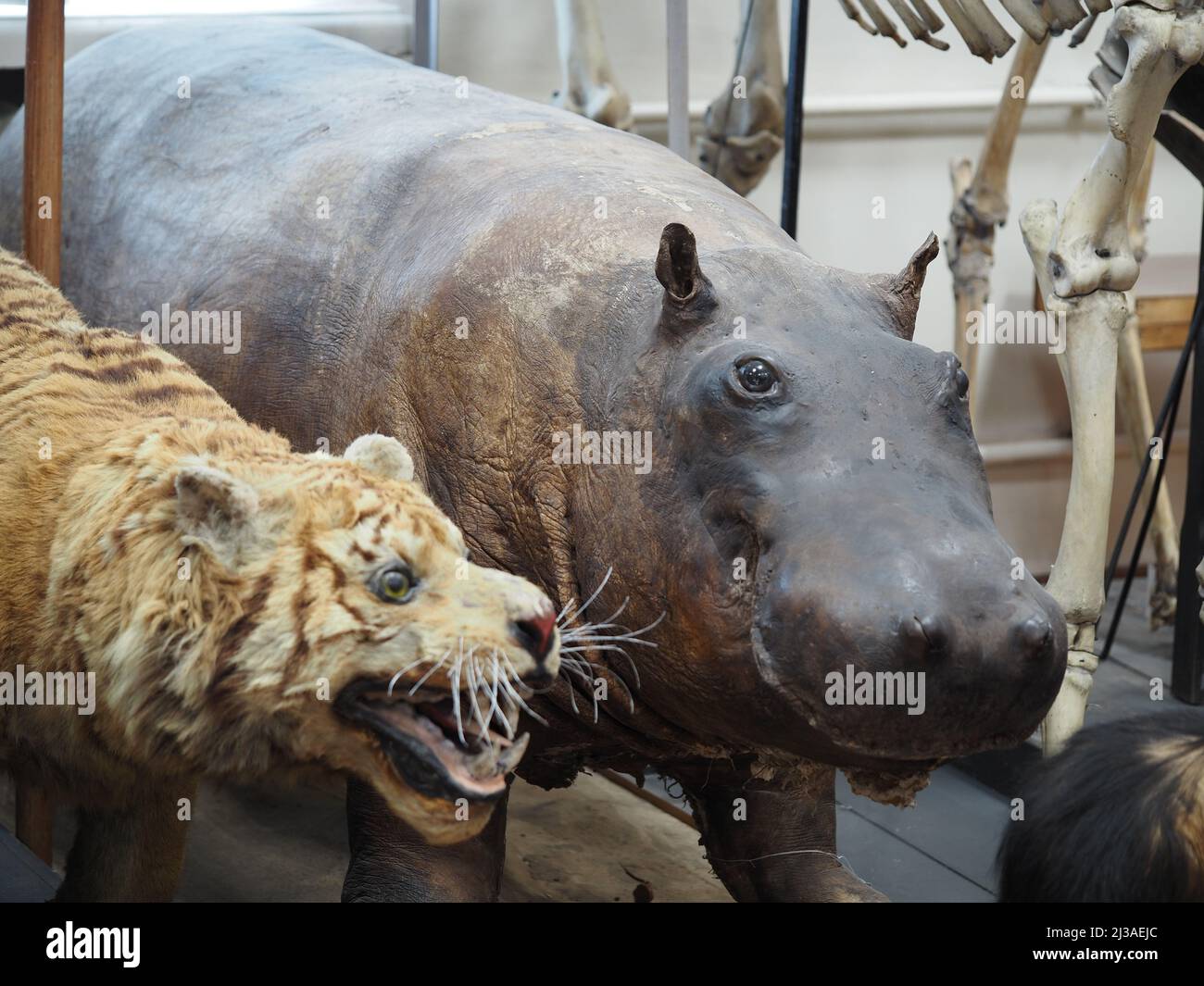 Comune ippopotamo. Mammifero artiodattilico della famiglia hippopotamus, l'unica specie moderna del genere Hippopotamus. Foto Stock