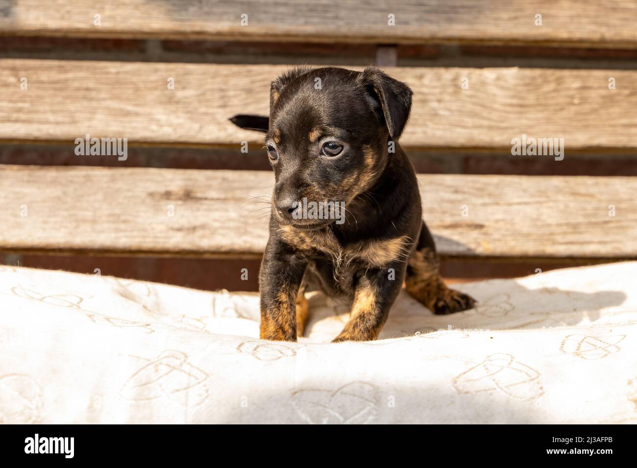 Un mese di marrone Jack Russell cucciolo seduto su una panca giardino in legno. Fuori al sole per la prima volta. Temi animali, cuscino, fuoco selettivo Foto Stock