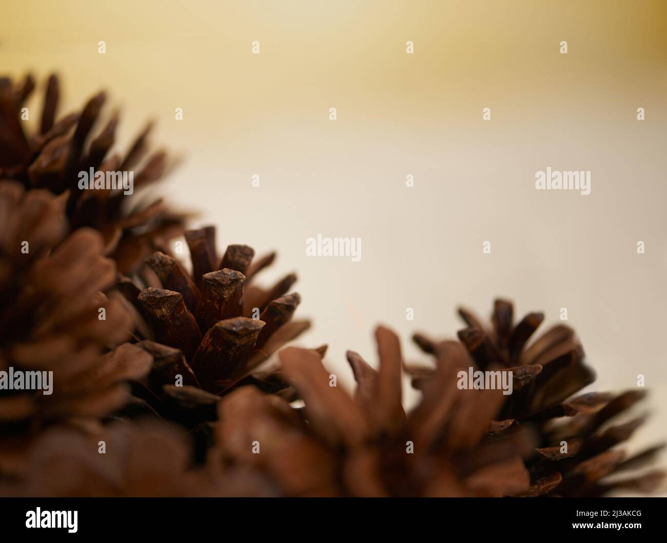 Simboli della stagione. Primo piano di alcuni coni di pino. Foto Stock