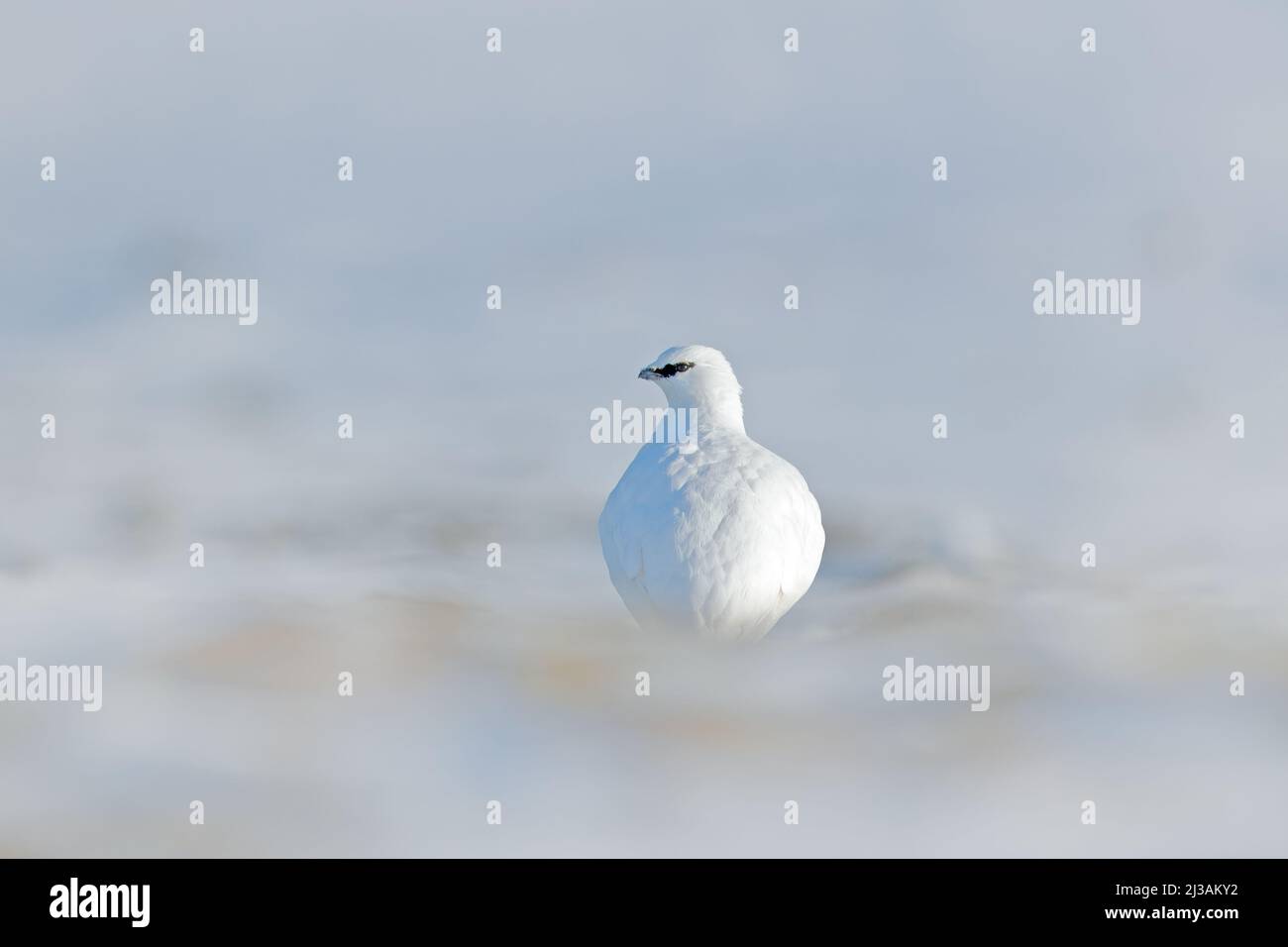 Uccello bianco nascosto in habitat bianco. Vista artistica della natura. Rock Ptarmigan, Lagopus mutus, uccello bianco seduto sulla neve, Norvegia. Inverno freddo a nord di Foto Stock