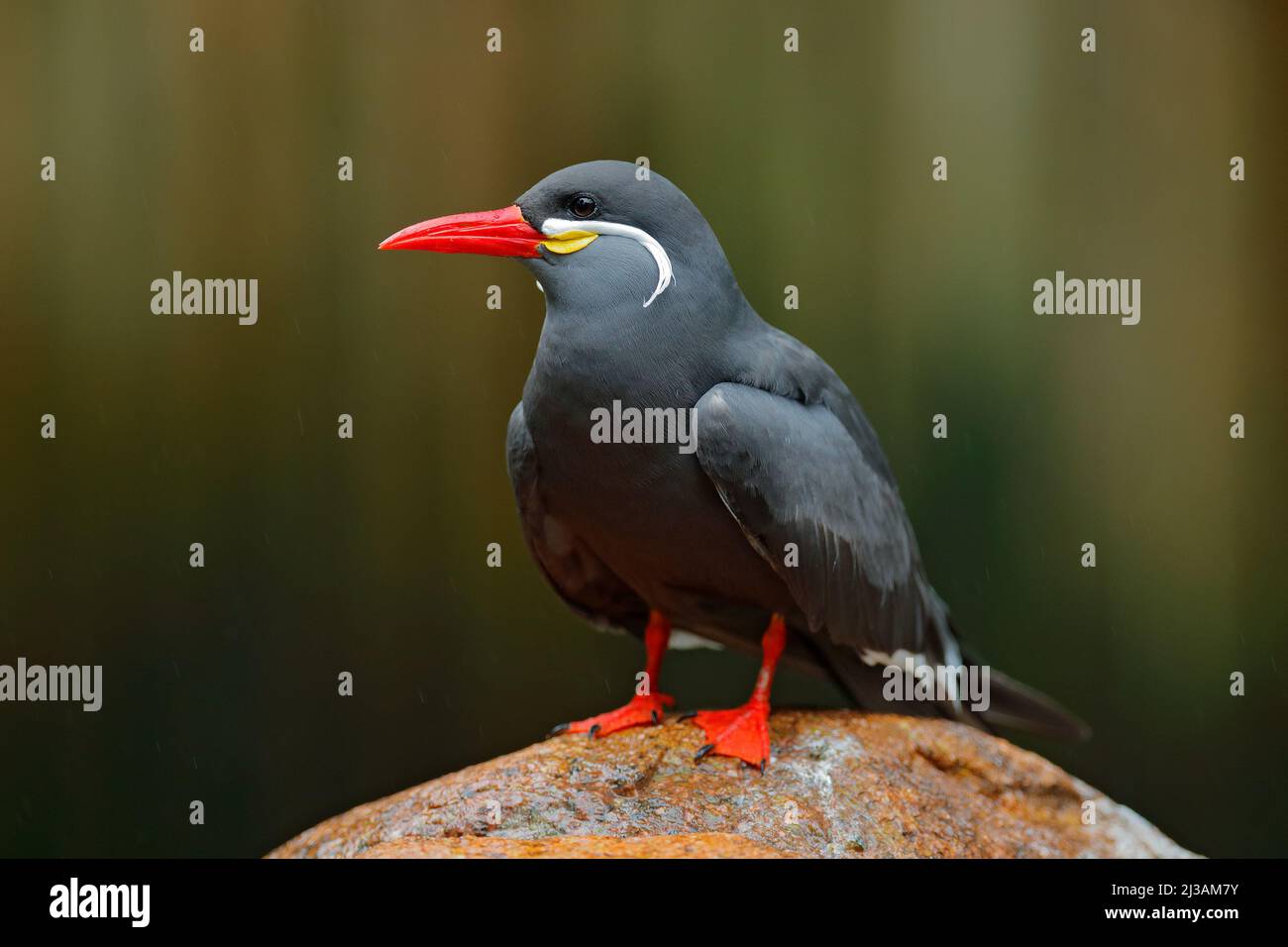 Inca Tern, Larosterna inca, uccello sulla pietra. Tern dalla costa peruviana. Uccello nella natura habitat marino. Fauna selvatica scena dalla natura. Nero Inca Tern w Foto Stock