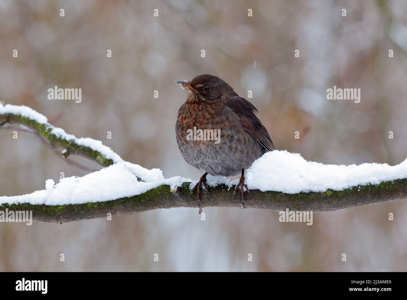 Uccello nero comune Blackbird, Turdus merula, seduto sul ramo con la neve. Inverno freddo in Europa. Neve sul ramo albero Foto Stock