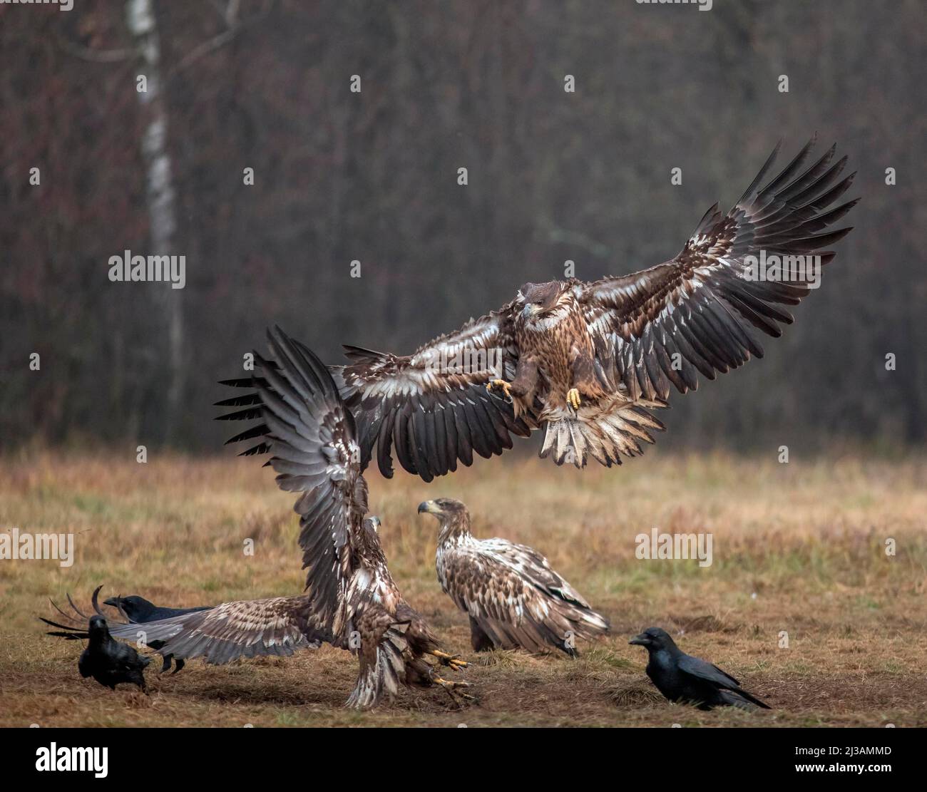 Aquila dalla coda bianca (Haliaeetus albicilla) in combattimento aereo, Polonia Foto Stock