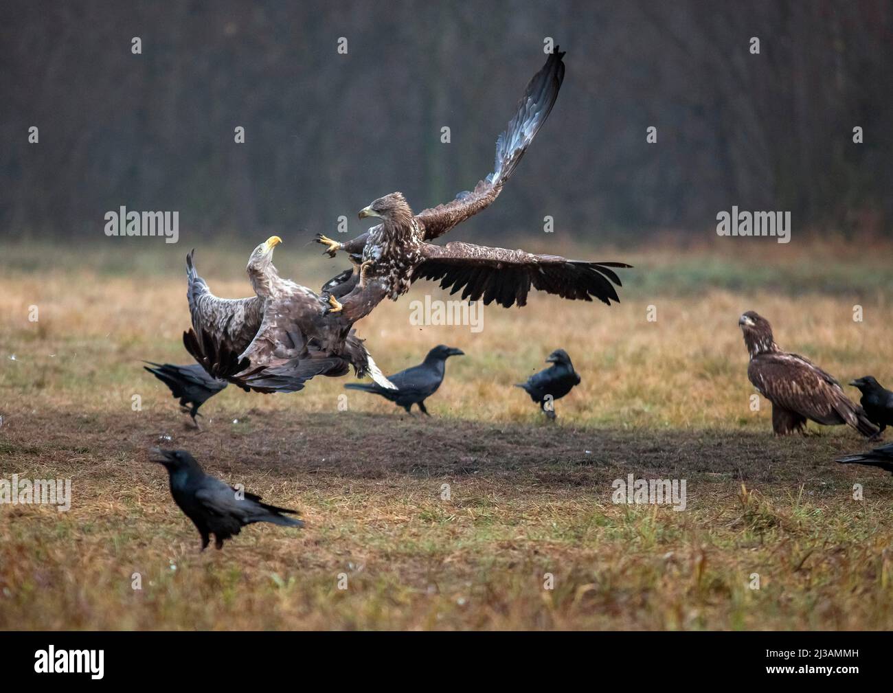 Aquila dalla coda bianca (Haliaeetus albicilla) in combattimento aereo, Polonia Foto Stock