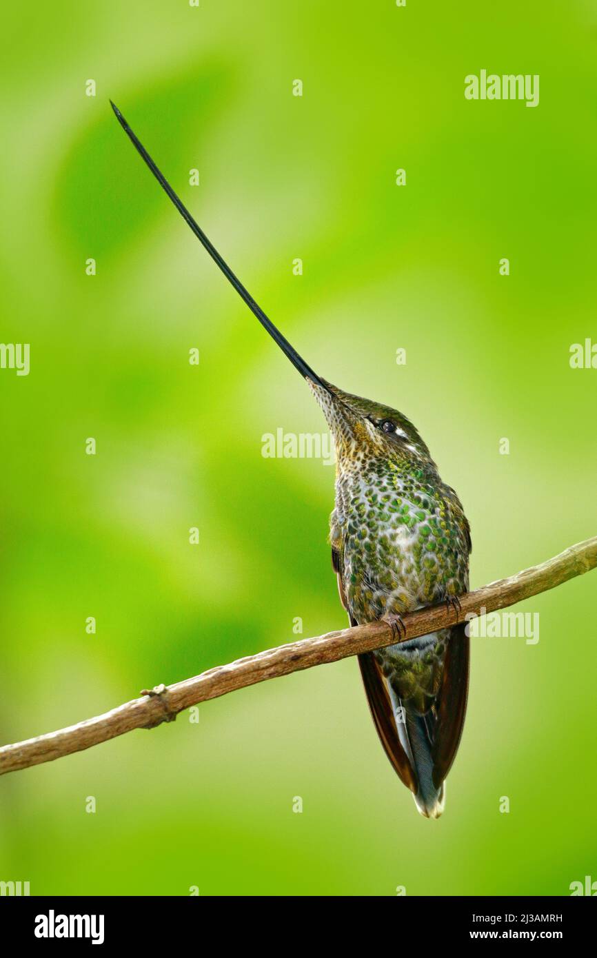 Hummingbird spada-fatturato, Ensifera ensifera, specie di uccello per avere una fattura più lunga del resto del suo corpo, uccello con la fattura più lunga, foresta naturale ha Foto Stock