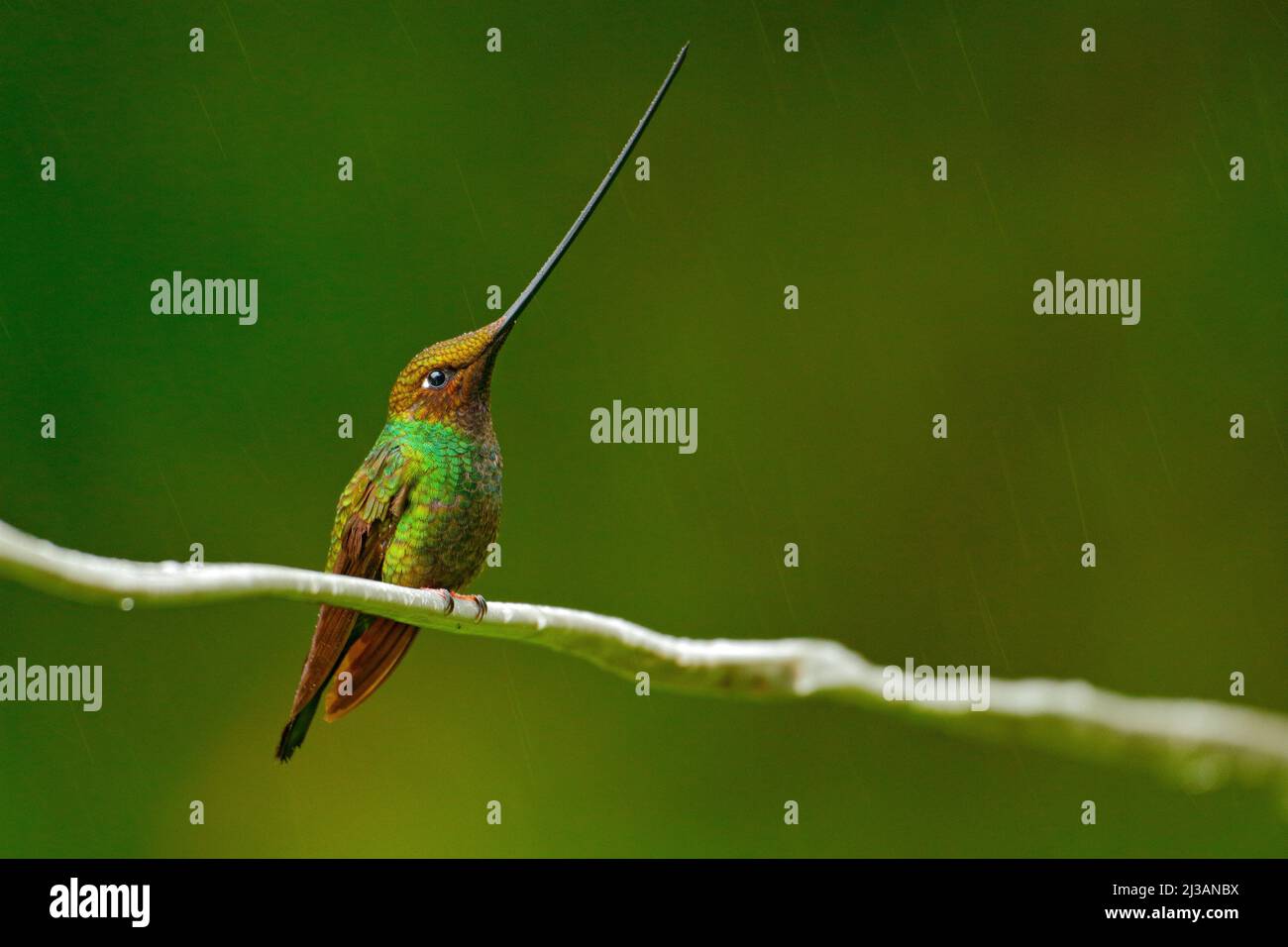 Uccello con becco più lungo. Hummingbird con spada, Ensifera ensifera, uccello con becco più lungo incredibile, habitat naturale della foresta, Ecuador. Becco lungo lo Foto Stock