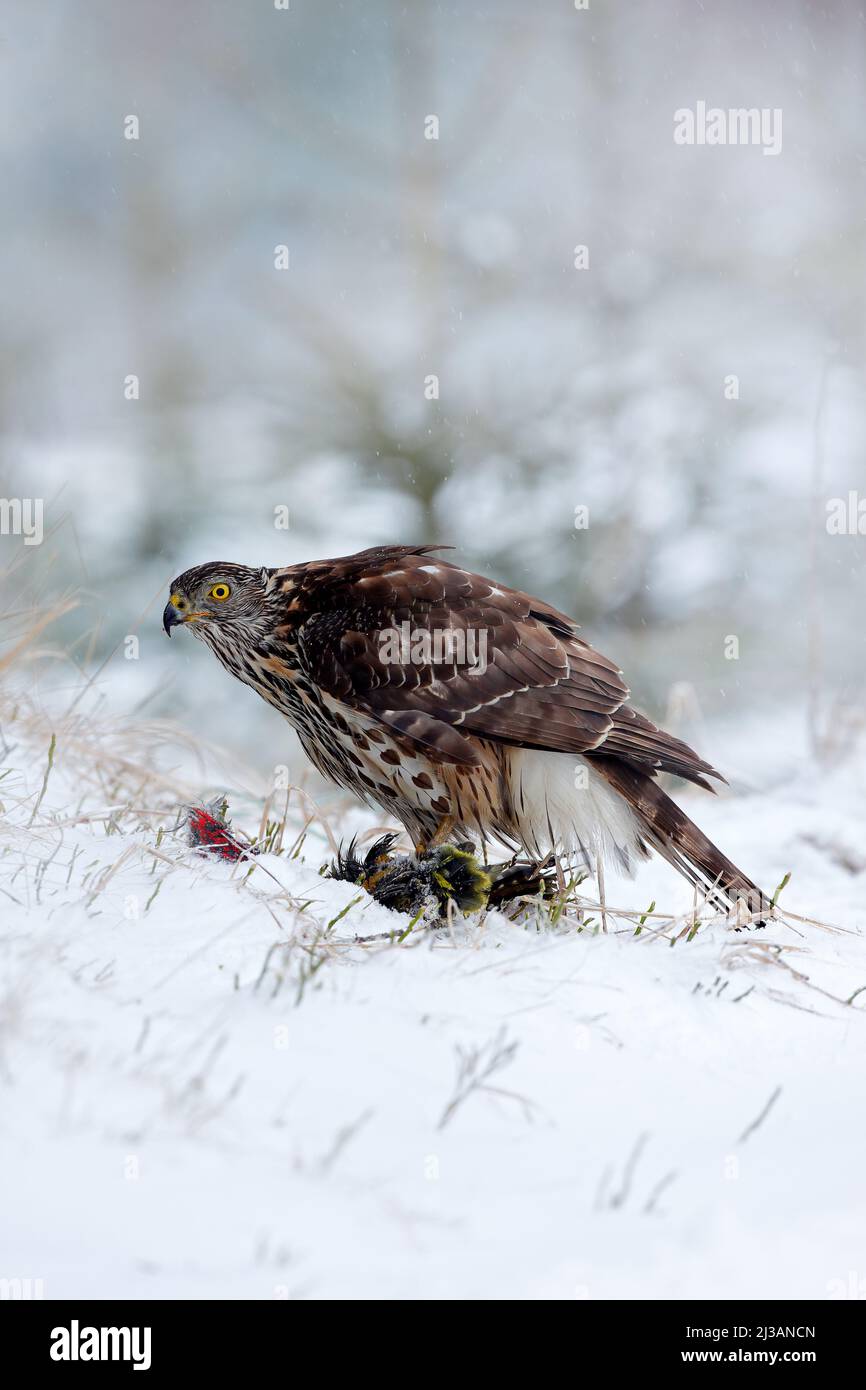 Scena faunistica dalla natura svedese. Uccello di preda Goshawk uccidono l'uccello e si siede sul prato della neve con le ali aperte, offuscata foresta di neve sullo sfondo. Foto Stock