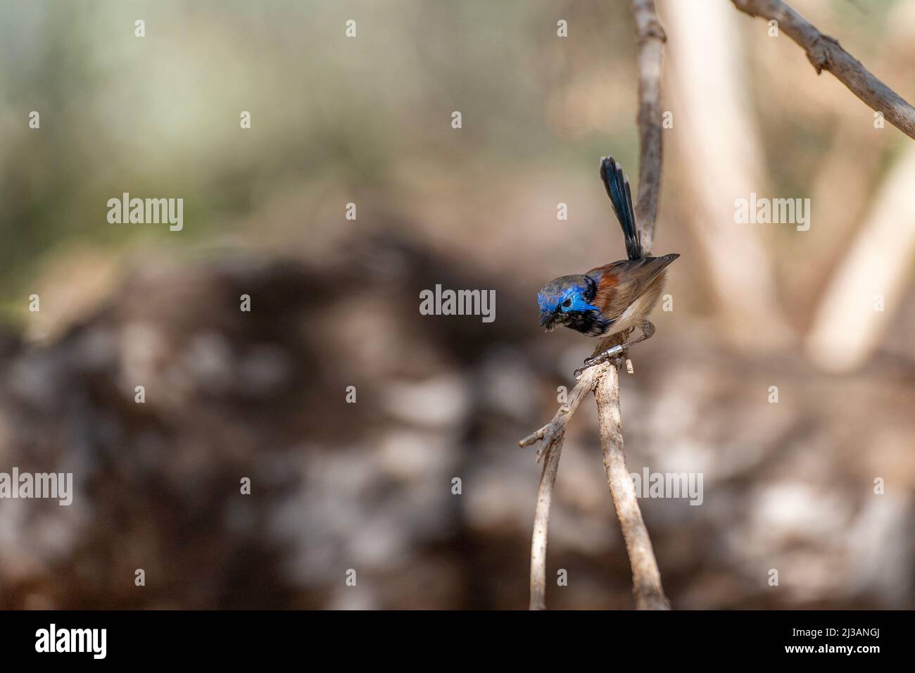 Wren fata variegata Foto Stock