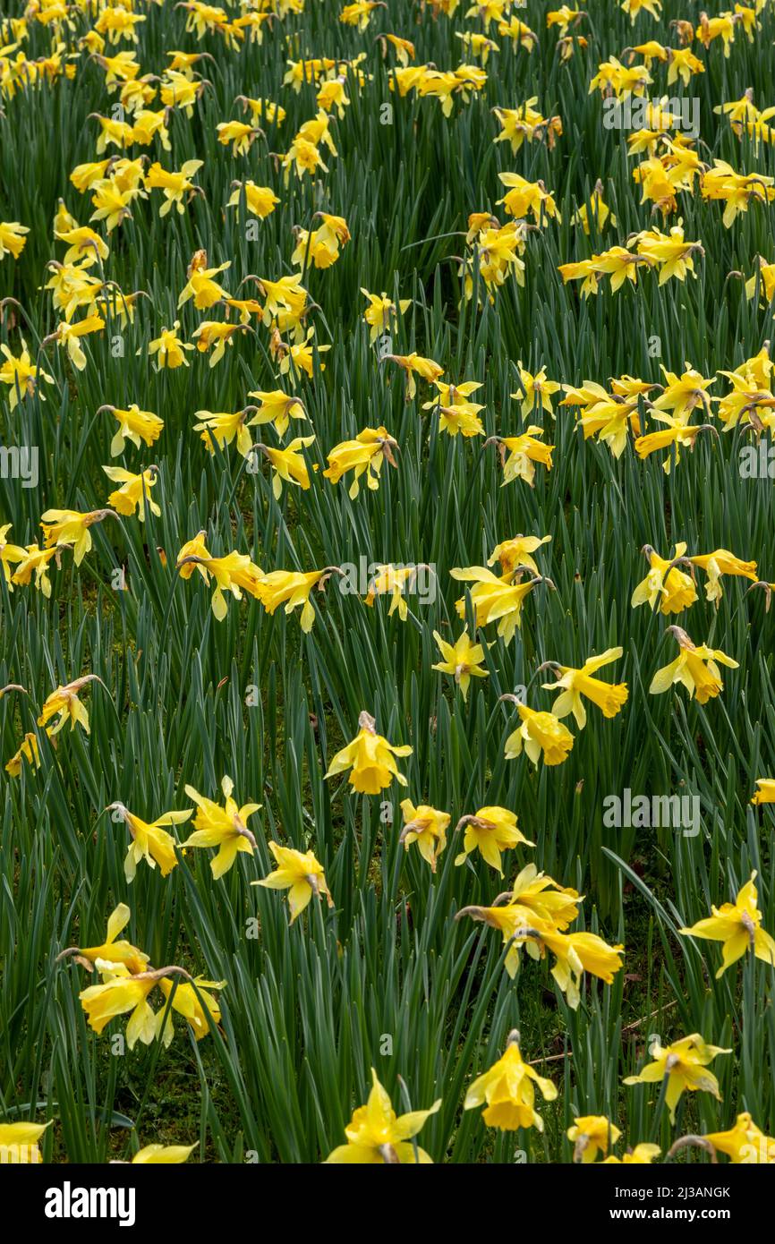 Tappeto di naffodils in primavera Foto Stock