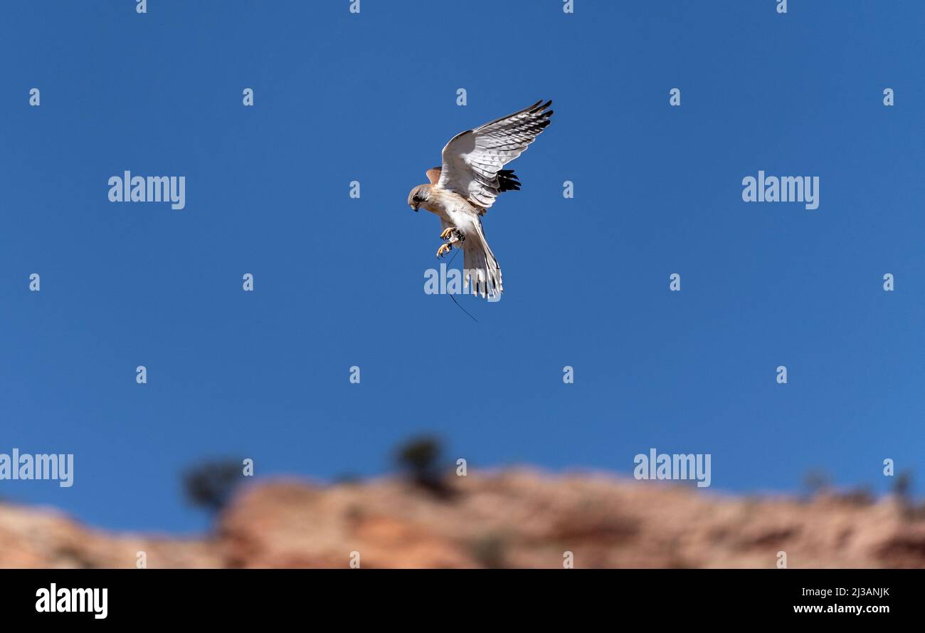 Falco marrone australiano in volo Foto Stock