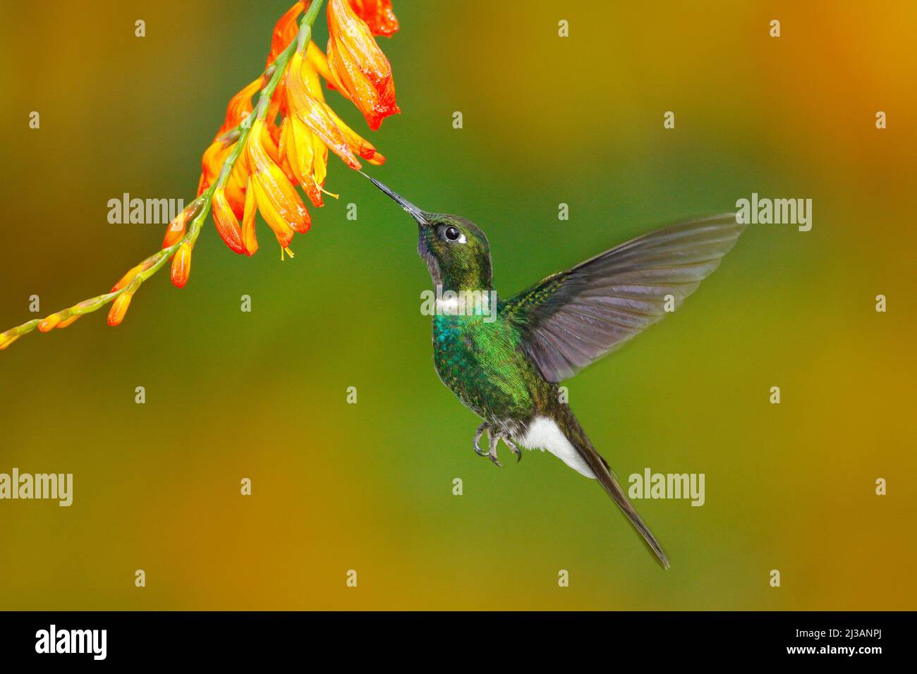 Uccello con fiore arancione. Colibrì volante. Scena d'azione con hummingbird. Tormalina Sunangel mangiare nettare da bel fiore giallo in Ecuador. Foto Stock