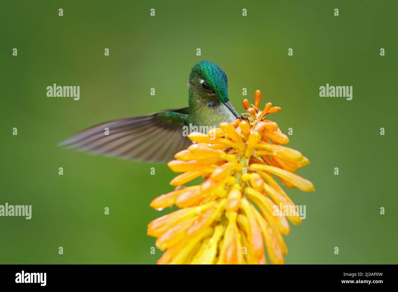 Uccello che succhia nettare. Hummingbird Sylph dalla coda lunga che mangia nettare da bellissimo fiore giallo strelicia in Ecuador. Fiore con colibrì. Foto Stock