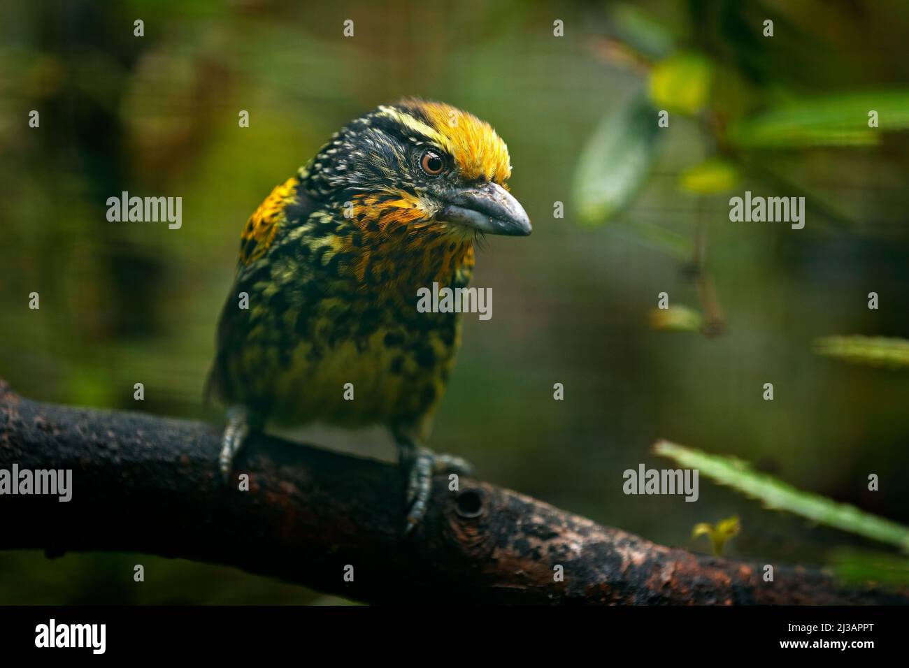 Barbet dal Brasile. Barbet dorato, Capito auratus, Ecuador. Toucan giallo dall'Ecuador. Uccello dalla giungla. Bellissimo uccello dalla foresta tropicale. Un esotico Foto Stock