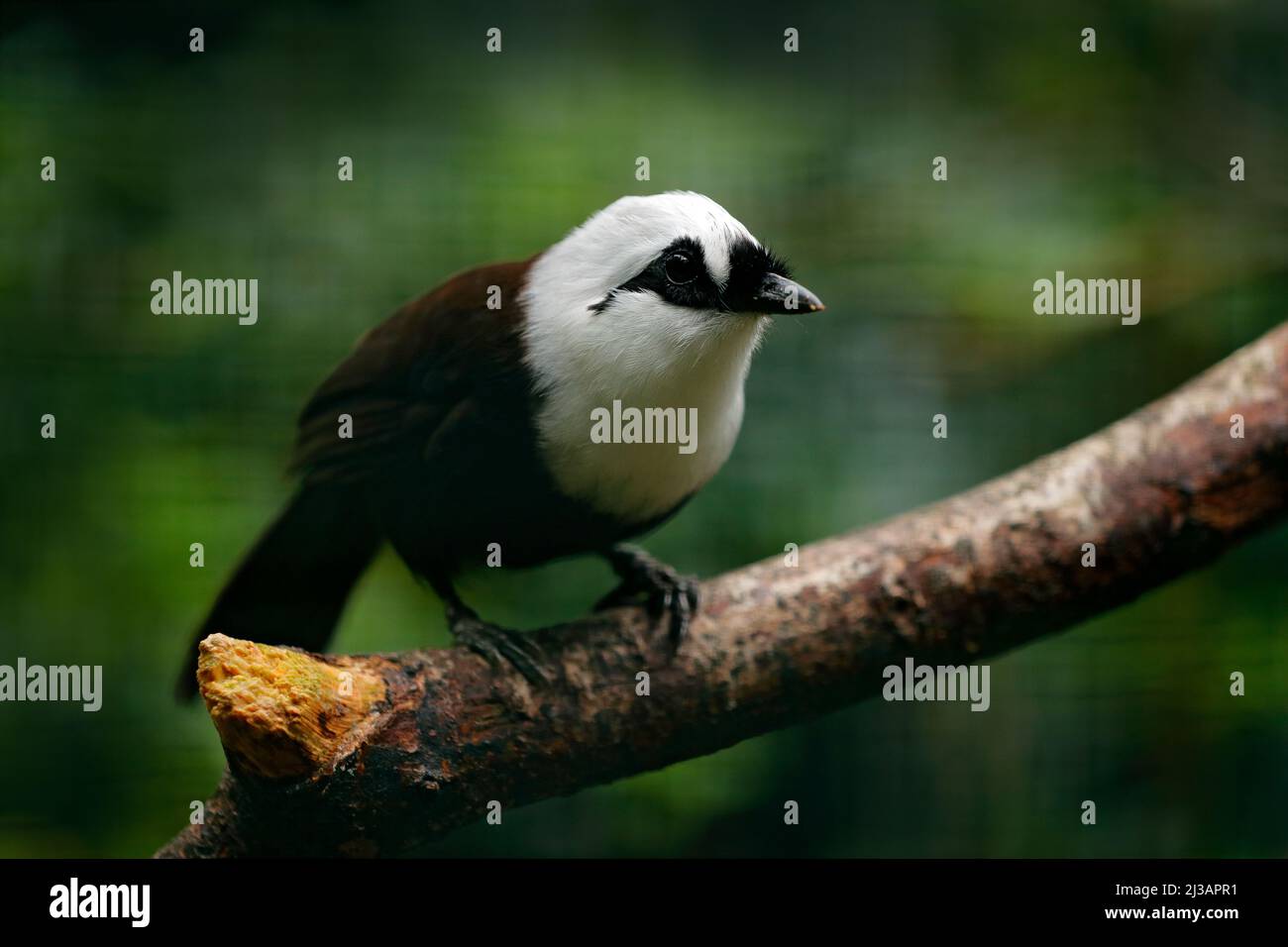 Uccello dalla foresta tropicale amazzonica, testa bianca. Foto Stock