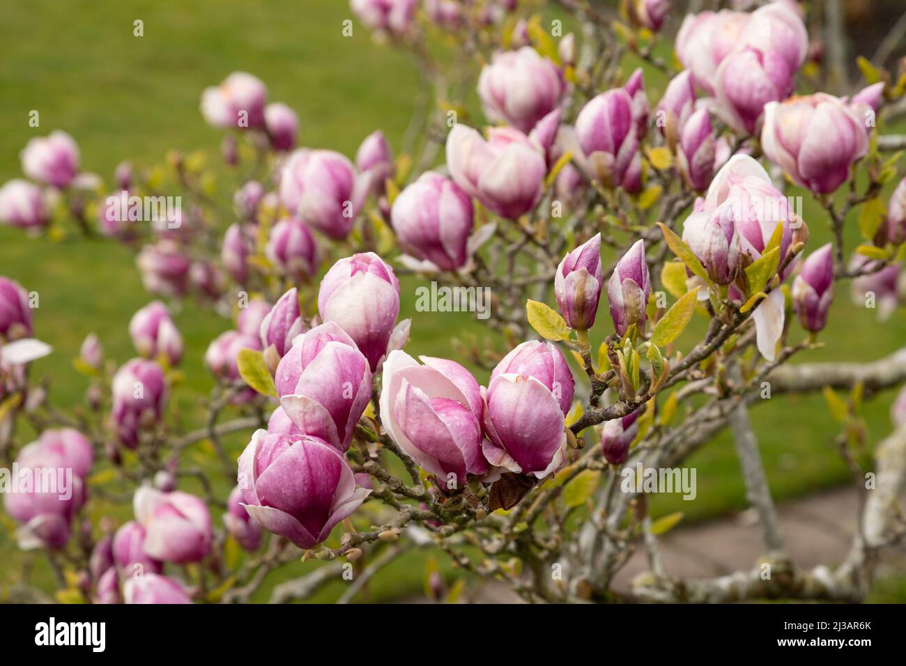 Fiori rosa di magnolia in fiore in primavera Foto Stock