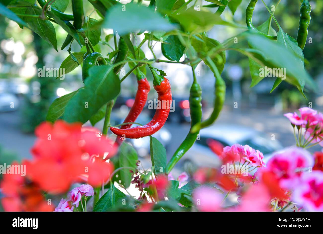 Chili come pianta di balcone Foto Stock