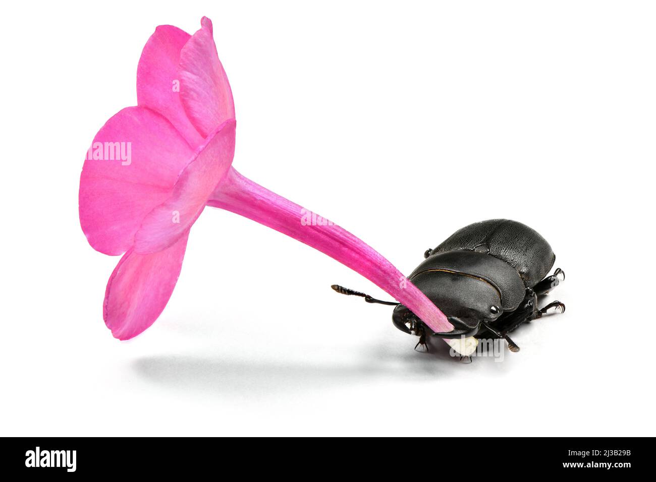 Maschio piccolo scarafaggio, Dorcus parallelipipedus tenere viola fiore di flox in mandibola su sfondo bianco. Foto ad alta risoluzione. Profondità di campo completa. Foto Stock