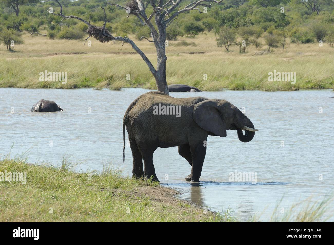 Parco di una grande mandria di elefanti africani, giù al fiume e avendo un buon tempo, un po 'di bere, alcuni di giocare. Foto Stock