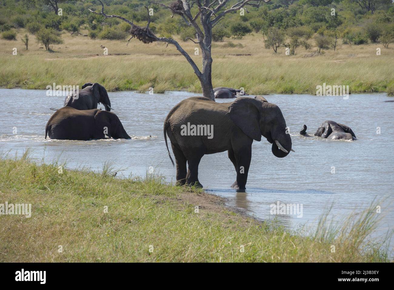 Parco di una grande mandria di elefanti africani, giù al fiume e avendo un buon tempo, un po 'di bere, alcuni di giocare. Foto Stock