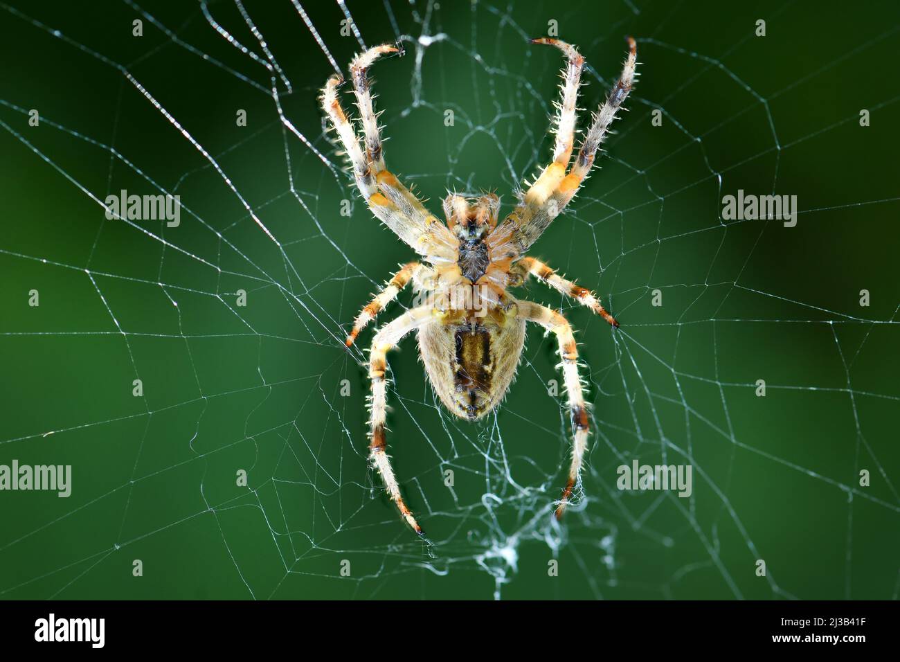 Primo piano macro shot di un ragno da giardino europeo (ragno crociato, Araneus diadematus) seduto in un cobbweb. Foto ad alta risoluzione. Foto Stock