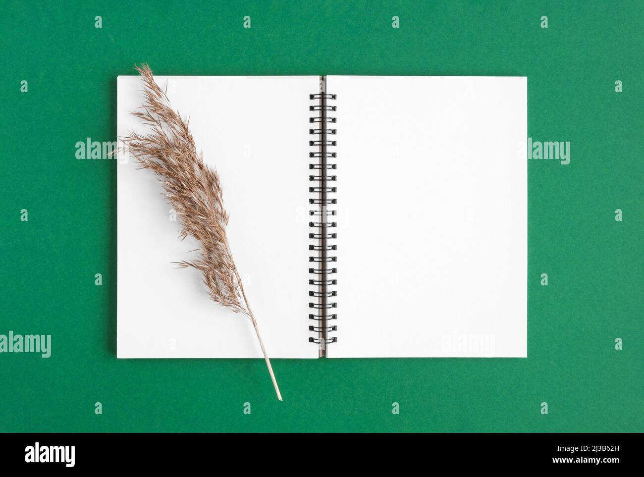 Taccuino con matita. Aprire il notebook su sfondo verde smeraldo, blocco note a spirale con pampas di erba secca. office flat lay. Foto Stock