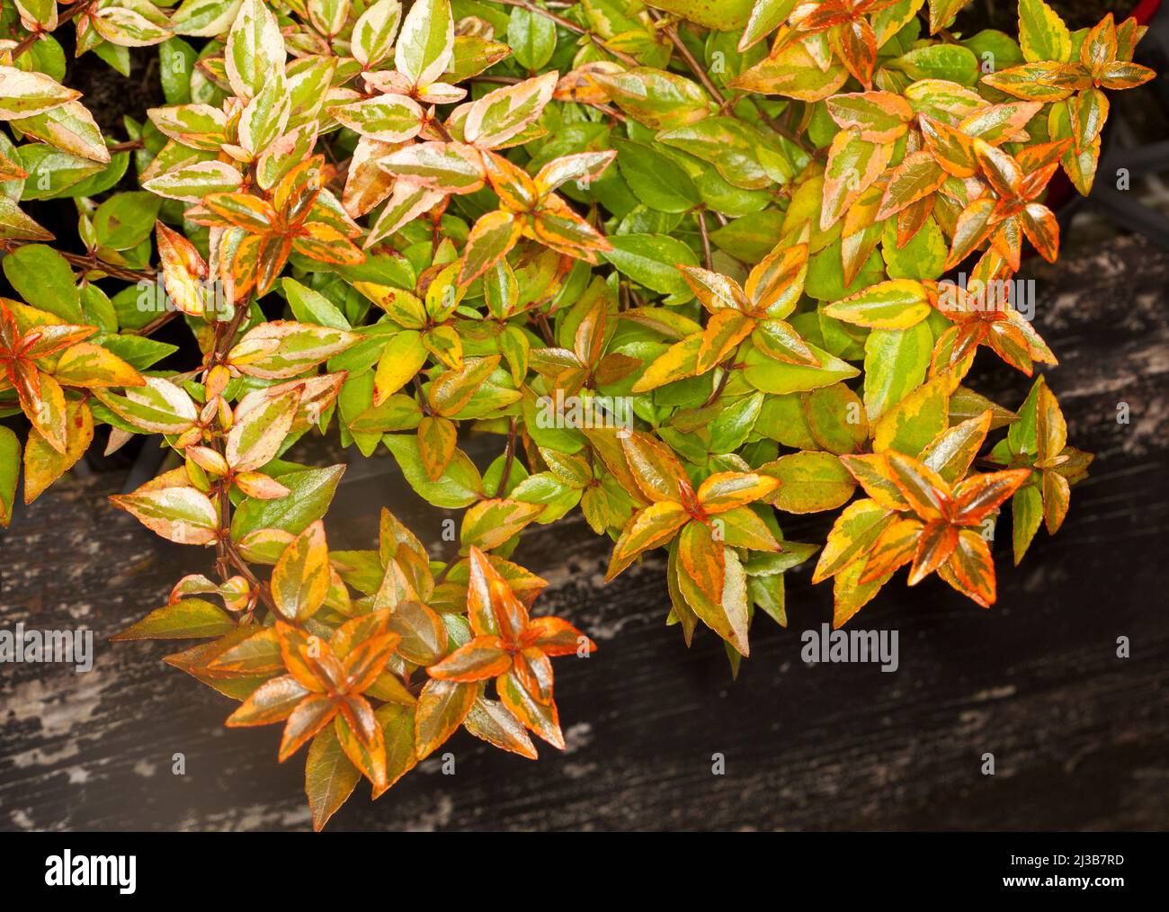 Gruppo di foglie dai colori vivaci, arancio, giallo rosso e verde di Abelia x grandiflora 'Kaleidoscope', un arbusto sempreverde da giardino Foto Stock