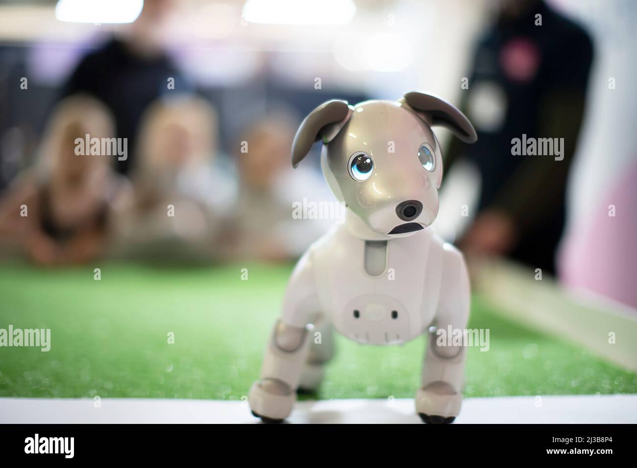 Robot cane guarda nella macchina fotografica con occhi blu meraviglioso. Foto Stock