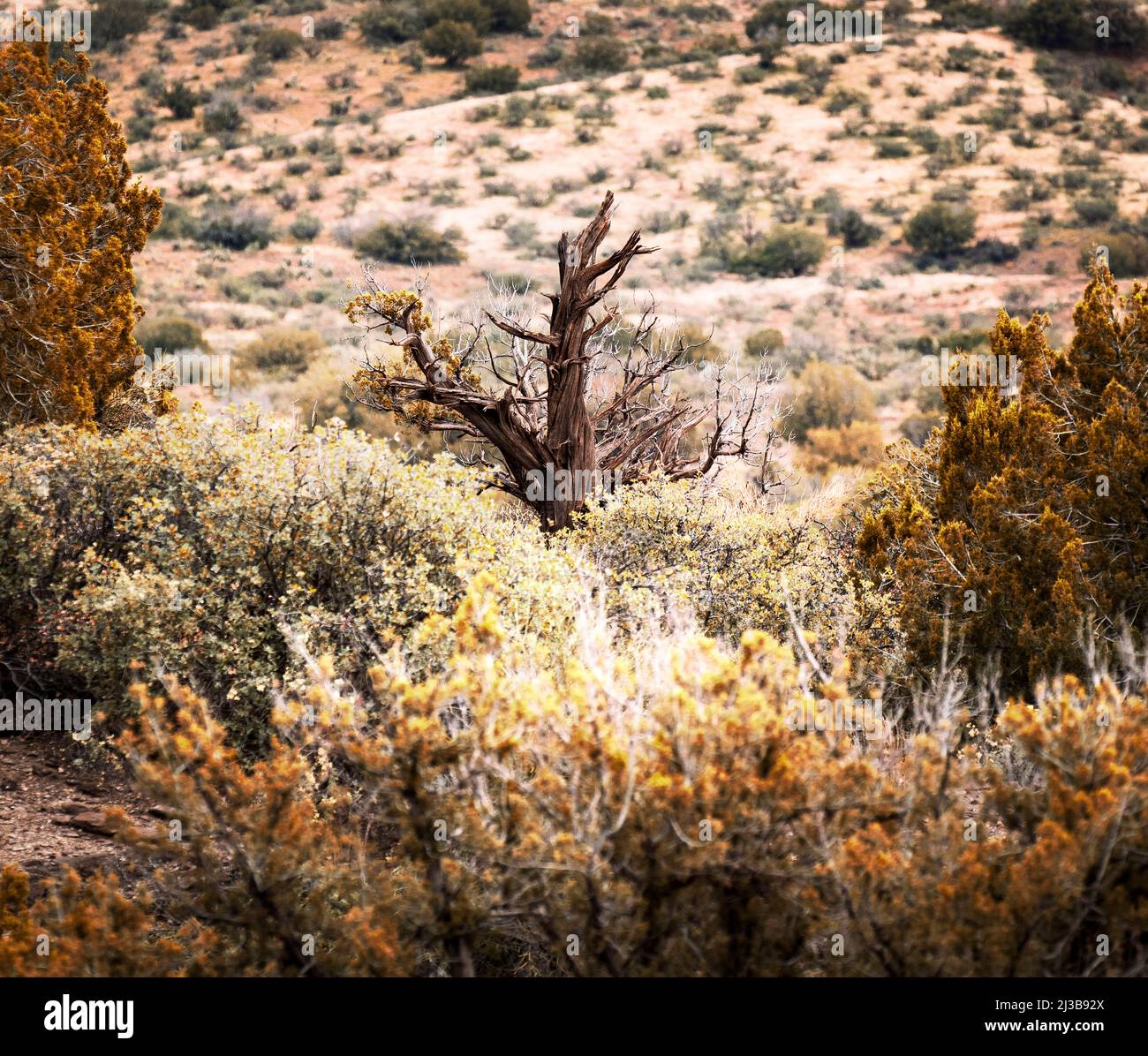 Autunno deserto sfondo Foto Stock