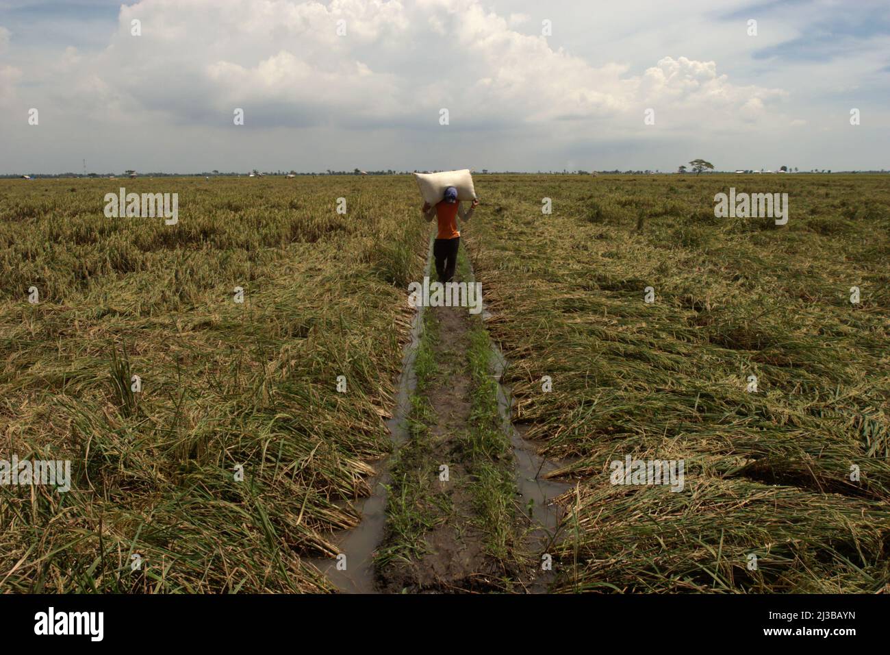 Un contadino porta con sé un sacco pieno di risaie raccolte, mentre cammina su un argine di risaie a Karawang, Giava occidentale, Indonesia. Il paese è il quarto più grande produttore di riso al mondo, secondo i dati del 2018 della FAO (Food and Agriculture Organization). Foto Stock