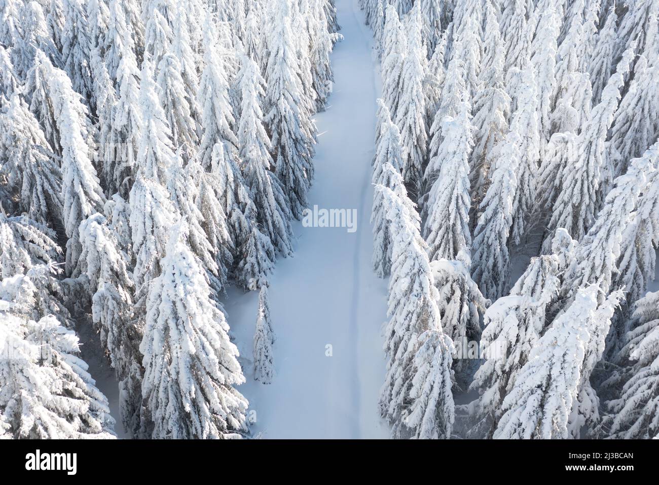 Vista aerea mattutina della foresta invernale. Vista dall'alto degli alberi innevati. Splendida natura del nord. Turismo ecologico nel bosco. Completamente naturale Foto Stock