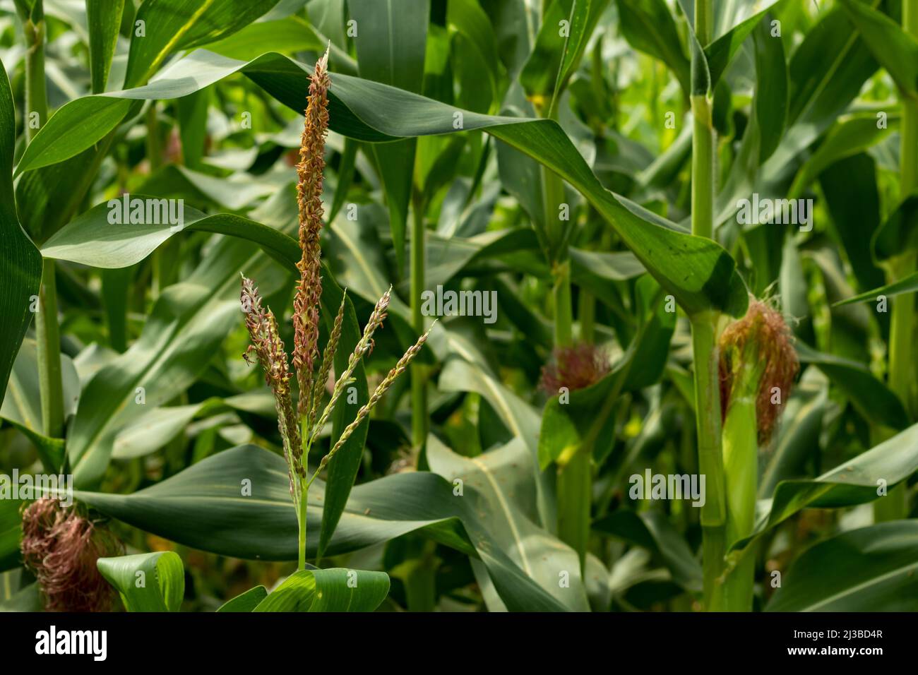 I fiori maschi di mais o di mais producono grani di polline contenenti ciascuno un gamete maschile che, nel mais, normalmente non concima gameti femminili da Th Foto Stock