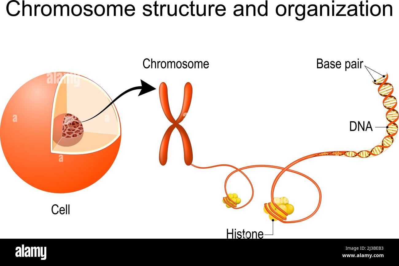 Struttura e organizzazione cromosomica. Da nucleo cellulare con cromatina a cromosoma e DNA a doppia elica con istoni e coppie di basi. Vettore Illustrazione Vettoriale