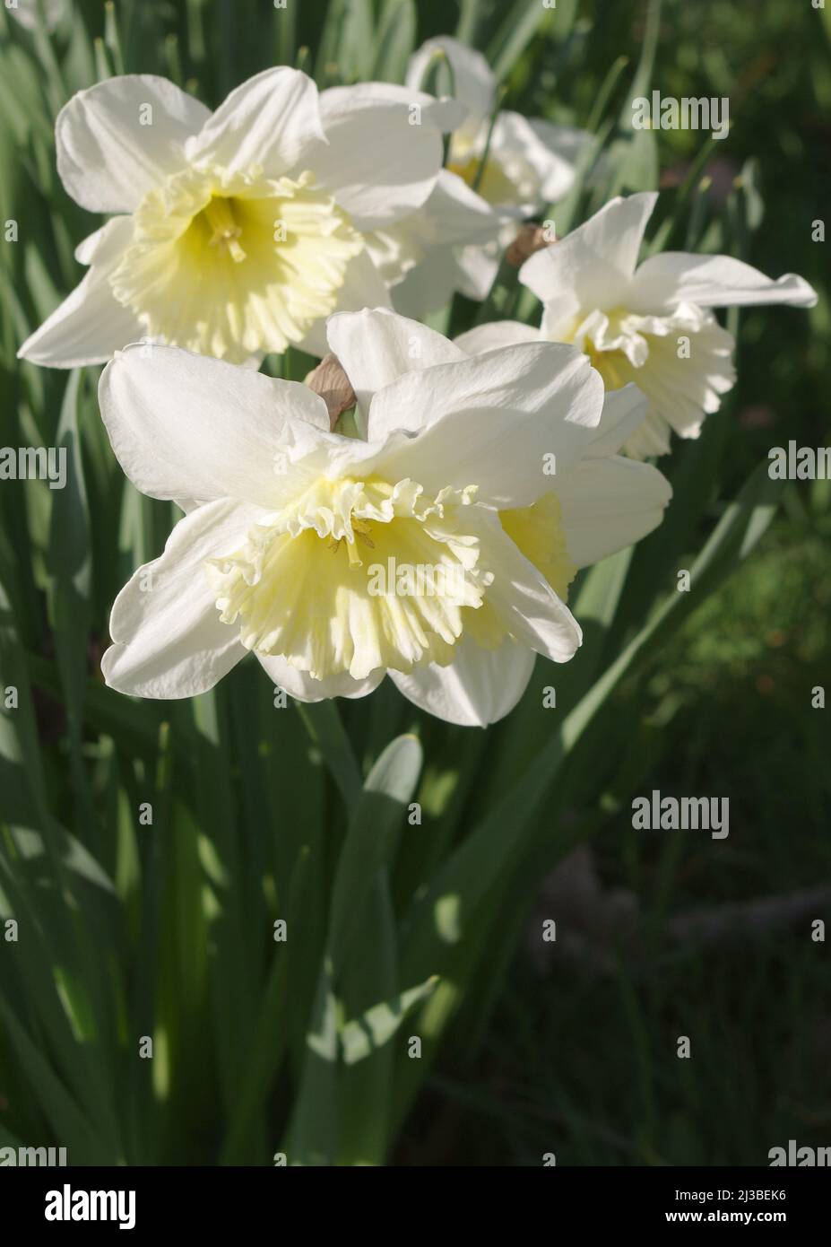 Fiori luminosi di narcisi su un prato di un parco Foto Stock