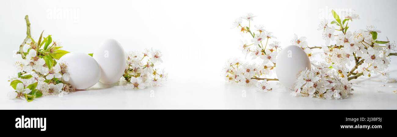 Uova di Pasqua bianche e rami di fiori di ciliegia selvaggia su uno sfondo luminoso in formato banner panoramico ampio, vacanza stagionale e disposizione primaverile, poliziotto Foto Stock