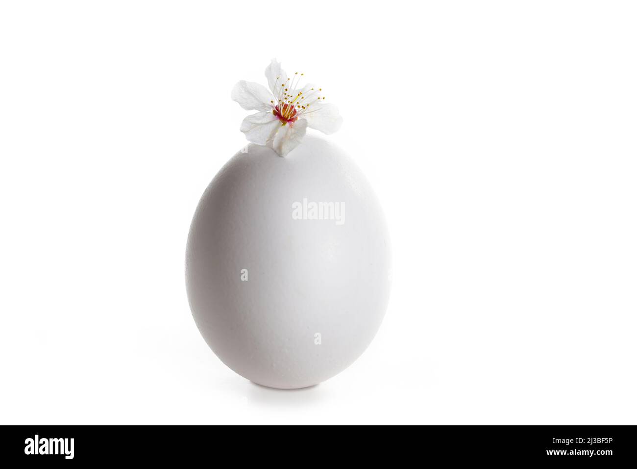 Uovo di Pasqua bianco con un piccolo fiore di susina selvaggia sulla parte superiore, biglietto d'auguri vacanza minimalista, isolato su sfondo bianco, spazio copia, fuoco selezionato Foto Stock