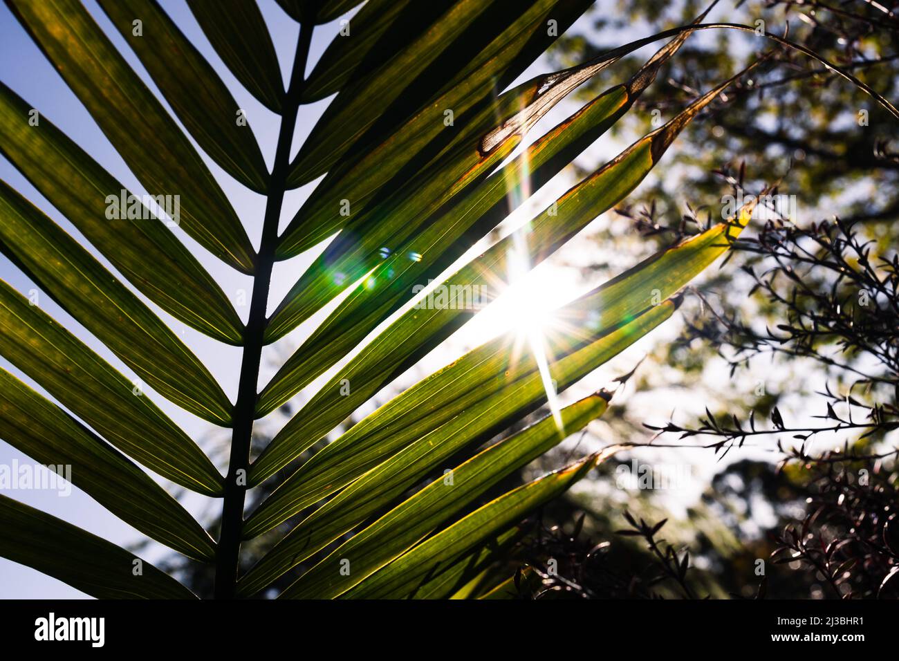 Primo piano di Majesty Palm frontd (Ravenea rivularis) all'aperto in un cortile soleggiato con il sole fioca sparato a profondità di campo poco profonda Foto Stock