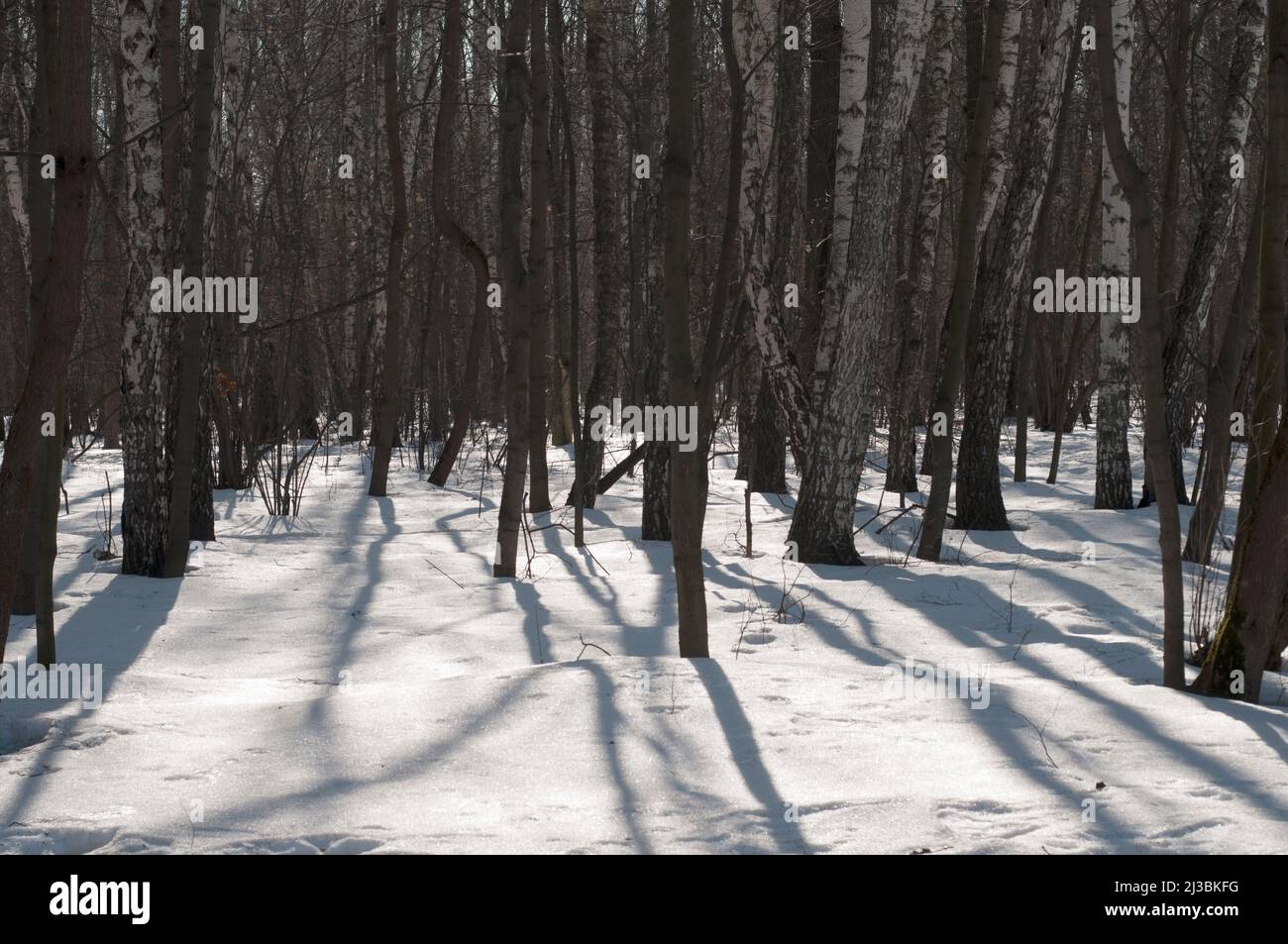 Inizio primavera in una foresta, Sokolniki prenotazione parco, Mosca Foto Stock