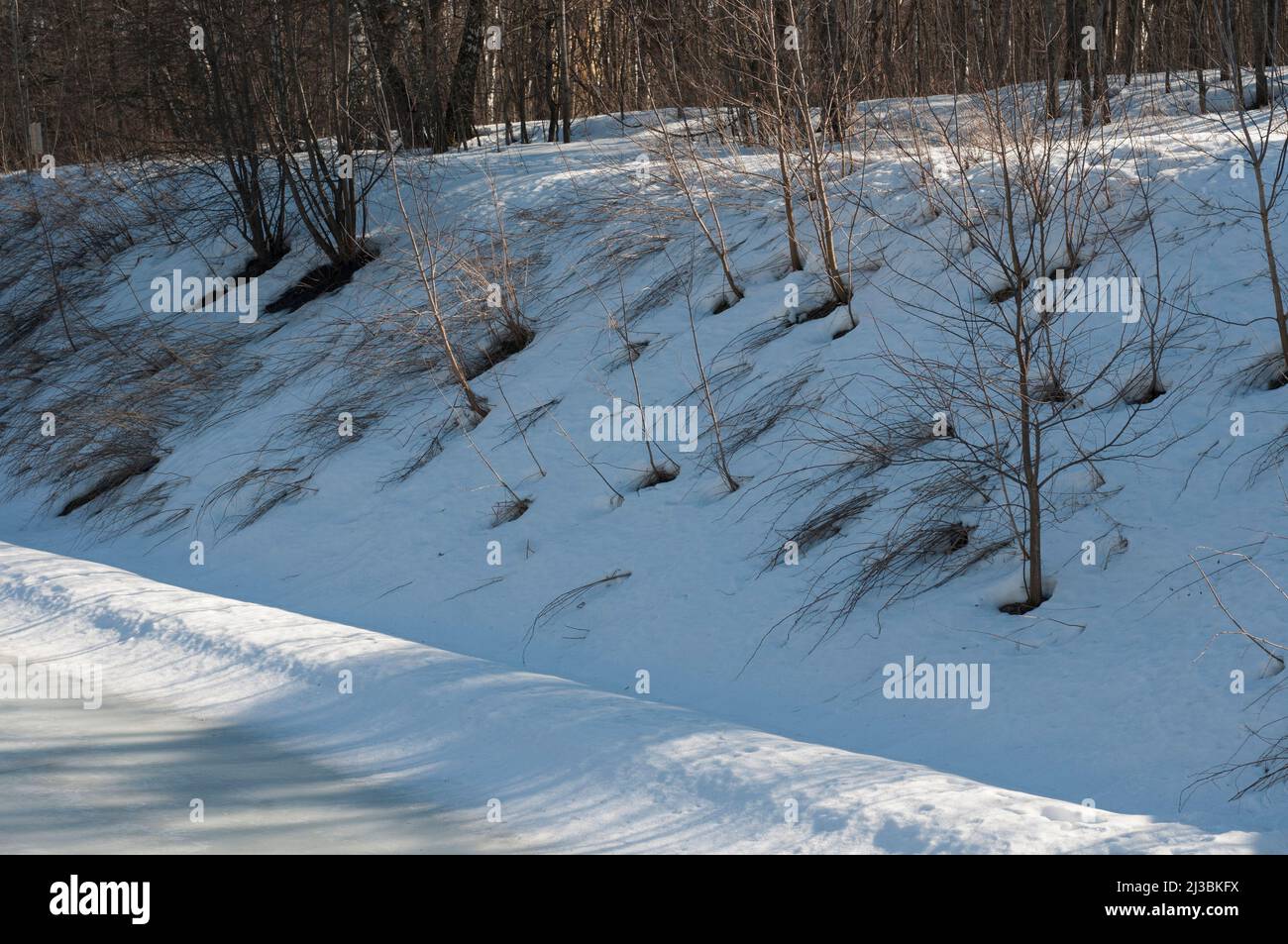 Inizio primavera in una foresta, Sokolniki prenotazione parco, Mosca Foto Stock