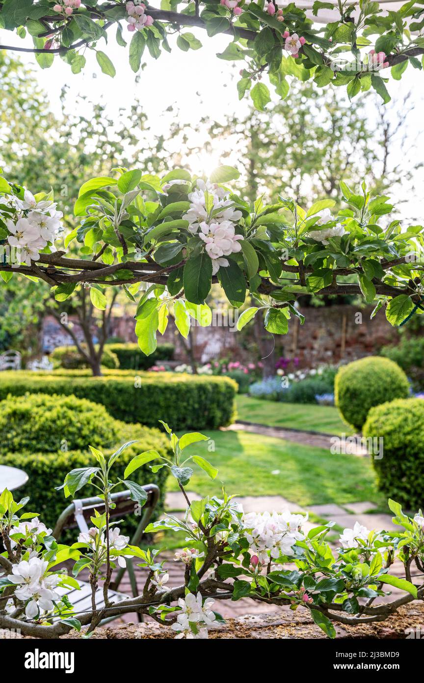 Fioritura precoce su alberi da frutta, giardino Suffolk in primavera Foto Stock