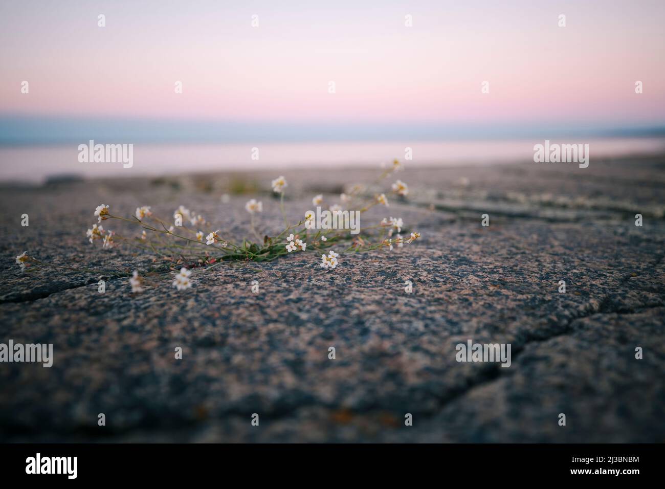 Fiori selvatici che crescono da crack nella roccia Foto Stock