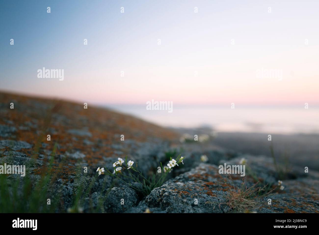 Fiori selvatici che crescono da crack nella roccia Foto Stock