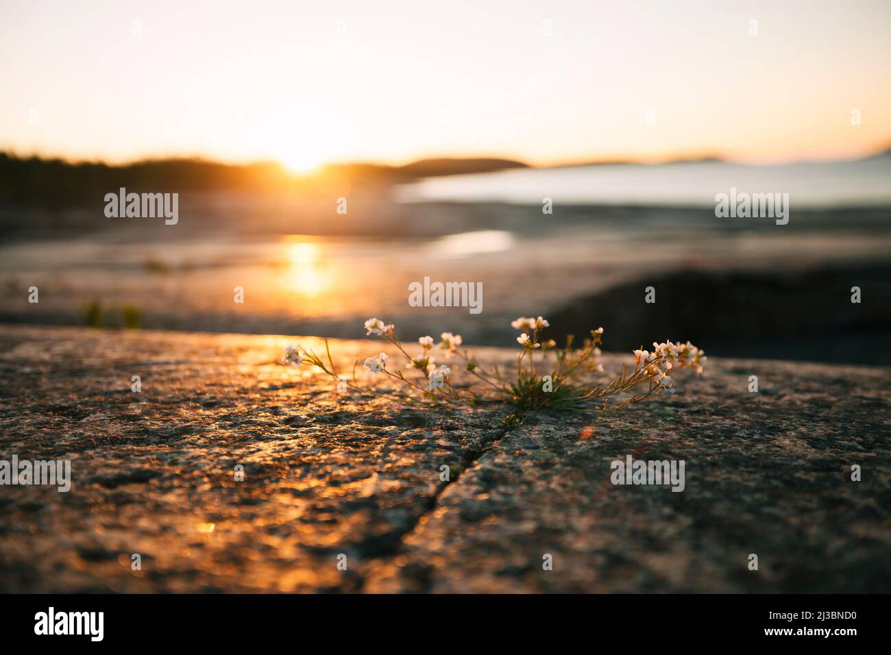 Fiori selvatici che crescono da crack nella roccia Foto Stock