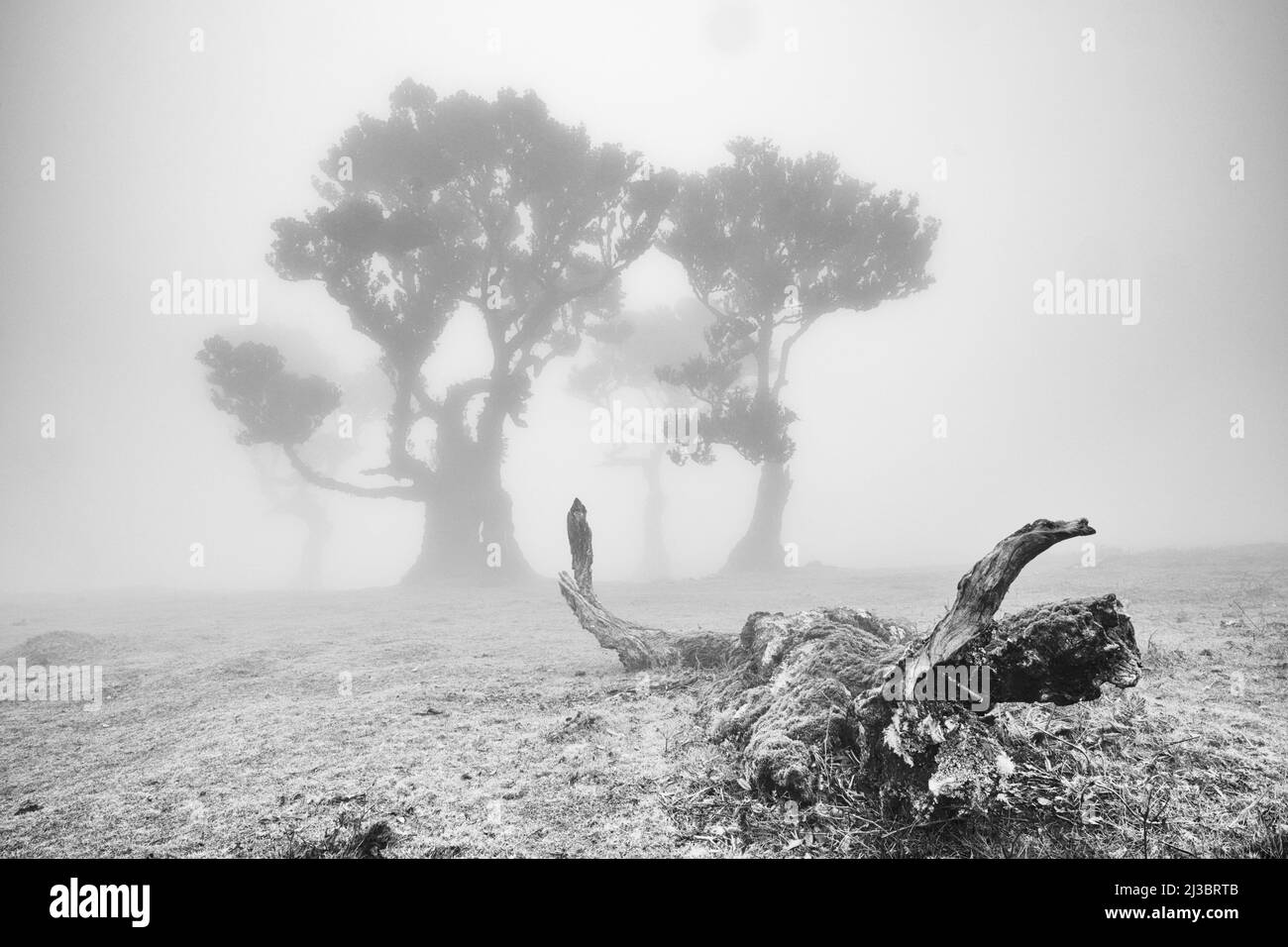 Antica foresta di alloro a Madeira. Spesso gli alberi antichi, pieni di carattere, sono nella nebbia e evocano un'atmosfera mistica. Foresta di fata chiamata. Foto Stock