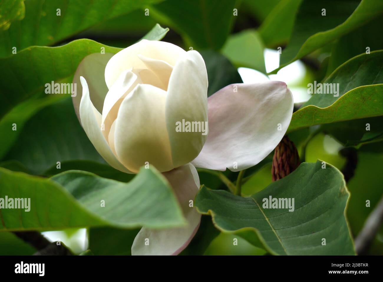 Singolo Ivory/White Magnolia x Wieseneri 'Aashild Kalleberg' Fiore coltivato a Holker Hall & Gardens, Lake District, Cumbria, Inghilterra, Regno Unito. Foto Stock