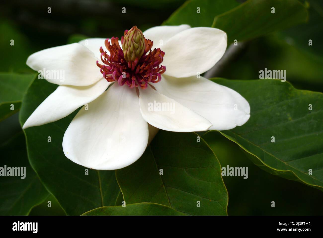 Singolo Ivory/White Magnolia x Wieseneri 'Aashild Kalleberg' Fiore coltivato a Holker Hall & Gardens, Lake District, Cumbria, Inghilterra, Regno Unito. Foto Stock