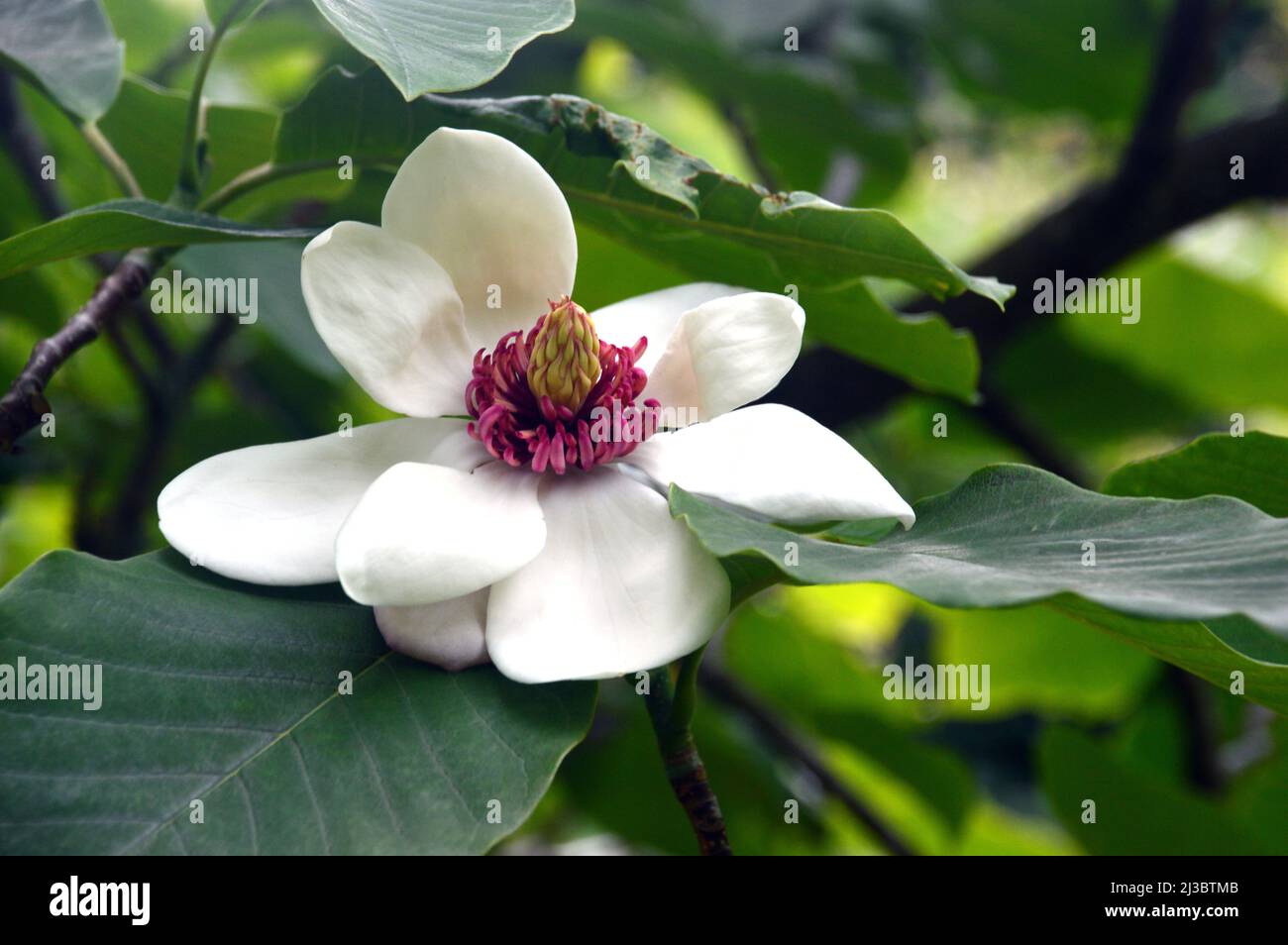 Singolo Ivory/White Magnolia x Wieseneri 'Aashild Kalleberg' Fiore coltivato a Holker Hall & Gardens, Lake District, Cumbria, Inghilterra, Regno Unito. Foto Stock